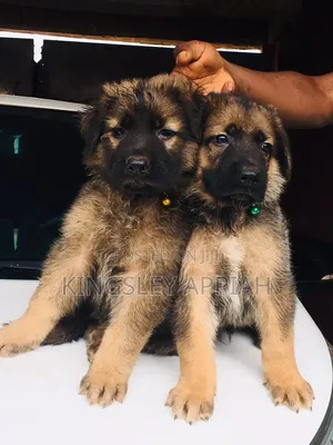 Purebred German Shepherd Puppy - 1-3 Months Old