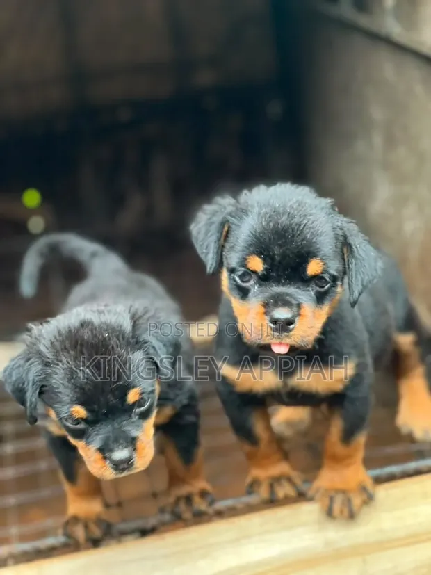 Purebred Rottweiler Puppies - 1-3 Months Old, Male - 1