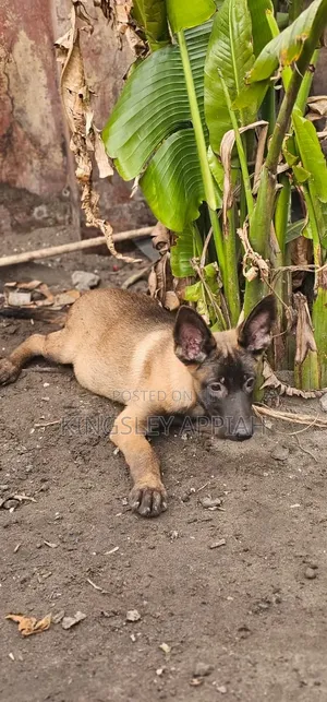 Purebred Belgian Malinois Puppies (1-3 Months)