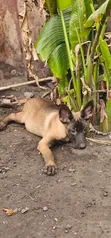 Purebred Belgian Malinois Puppies (1-3 Months) - 1