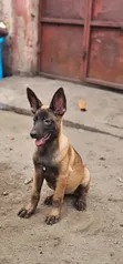Purebred Belgian Malinois Puppies (1-3 Months) - 2