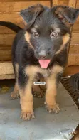 1-3 Month Male Purebred German Shepherd Puppy - 1