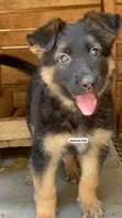 1-3 Month Male Purebred German Shepherd Puppy - 2
