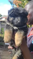 1-3 Month Male Purebred German Shepherd Puppy - 3