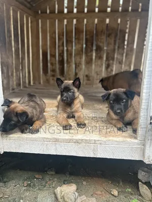 Purebred Belgian Malinois Puppy - 1-3 Months Male