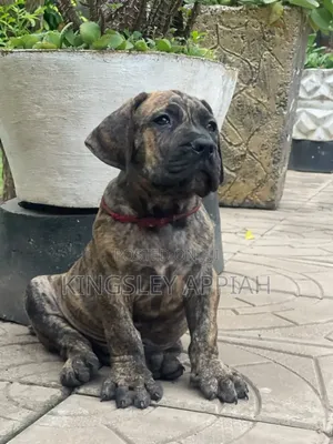 Purebred Boerboel Puppy - 1-3 Months Male