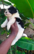 Purebred Female Poodle Puppy (1-3 Months) - 2
