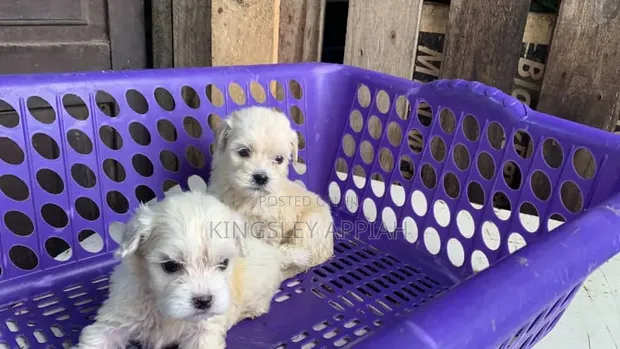 Purebred Female Poodle Puppy (1-3 Months) - 1