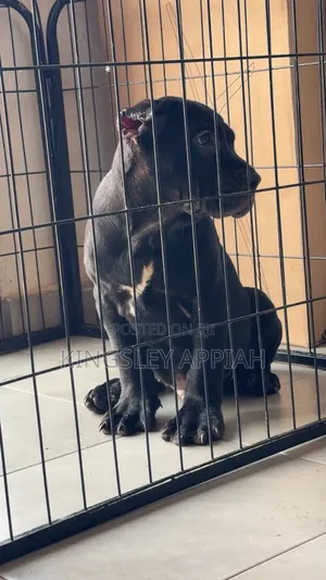 1-3 Month Male Purebred Cane Corso Puppy