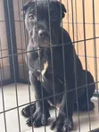 1-3 Month Male Purebred Cane Corso Puppy - 2