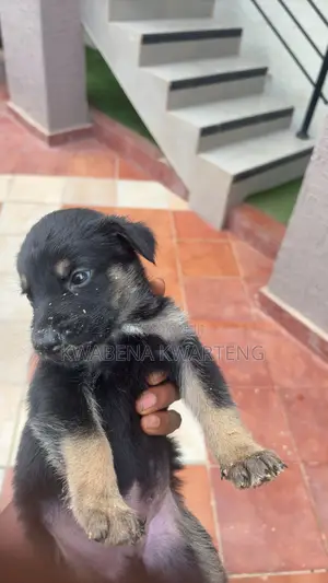 1-3 Month Old Male Purebred German Shepherd Puppy