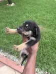 1-3 Month Old Male Purebred German Shepherd Puppy - 2