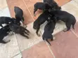 1-3 Month Old Male Purebred German Shepherd Puppy - 3