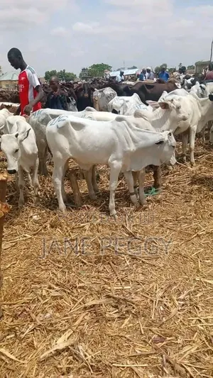 Healthy Gudali Cows for Sale