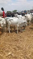 Healthy Gudali Cows for Sale - 1