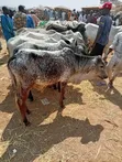 Healthy Gudali Cows for Sale - 2