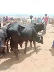 Healthy Gudali Cows for Sale - 3