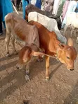 Healthy Gudali Cows for Sale - 4