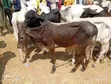 Healthy Gudali Cows for Sale - 5