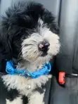 Purebred Poodle Puppy - 1-3 Months Old - 2