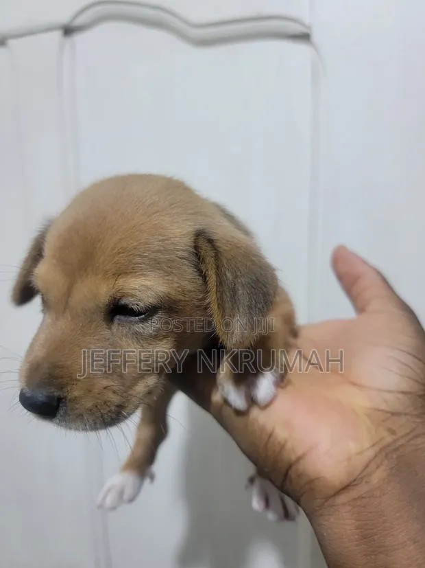 Female Basenji Puppy (0-1 Month) - 1