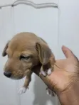 Female Basenji Puppy (0-1 Month) - 1