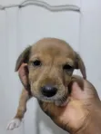 Female Basenji Puppy (0-1 Month) - 2