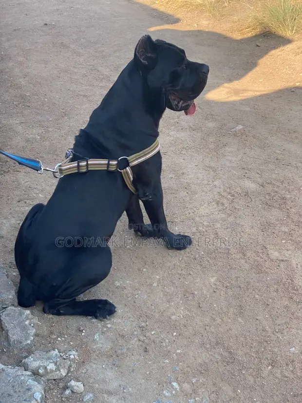 Purebred Cane Corso - 1+ Year Male - 1