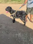 Purebred Cane Corso - 1+ Year Male - 2
