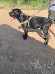Purebred Cane Corso - 1+ Year Male - 3