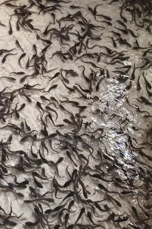Wholesale Fast Growing Catfish Fingerlings & Juveniles