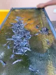 Wholesale Fast Growing Catfish Fingerlings & Juveniles - 2