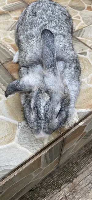 New Zealand Rabbits for Sale