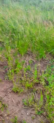 Registered Land for Sale at UHAS, Ho - 3