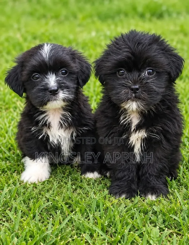 Purebred Female Poodle Puppy (1-3 Months) - 1