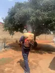 Pest Control and Fumigation Services - 4