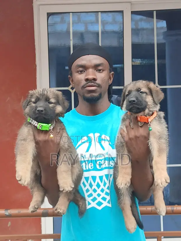 1-3 Month Old Male Purebred German Shepherd Puppies - 1