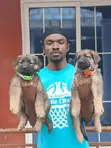 1-3 Month Old Male Purebred German Shepherd Puppies - 1