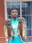 1-3 Month Old Male Purebred German Shepherd Puppies - 2