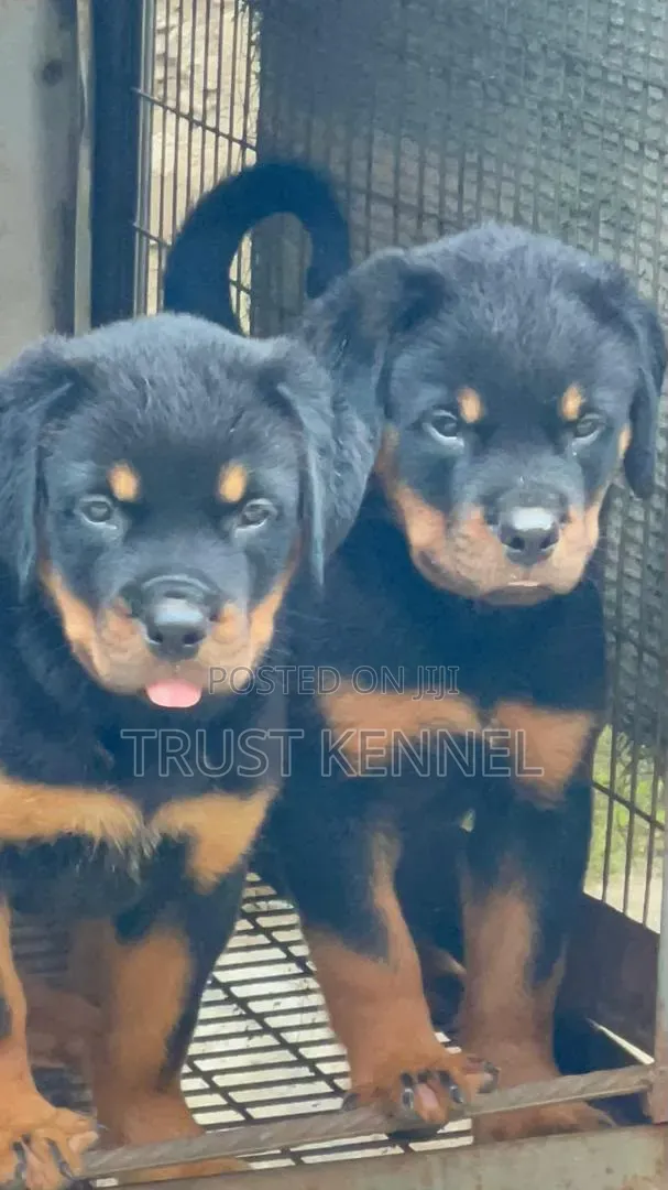 Purebred Rottweiler Puppy - 1-3 Months Old - 1