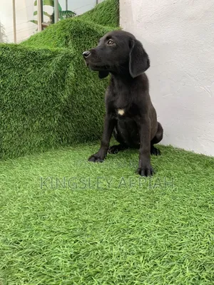 Female Purebred Labrador Retriever Puppy (1-3 Months)