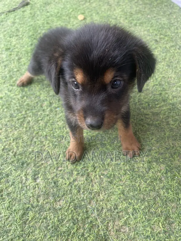 Female Mixed Breed German Shepherd Puppy (1-3 Months) - 1