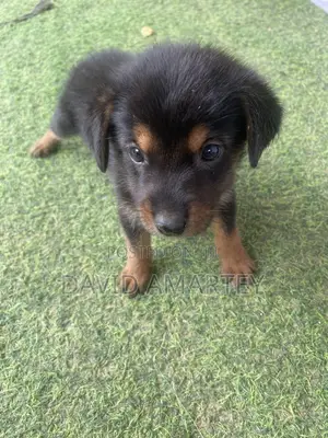 Female Mixed Breed German Shepherd Puppy (1-3 Months)