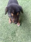 Female Mixed Breed German Shepherd Puppy (1-3 Months) - 2