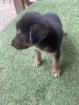 Female Mixed Breed German Shepherd Puppy (1-3 Months) - 3