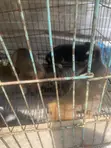 Female Mixed Breed German Shepherd Puppy (1-3 Months) - 4