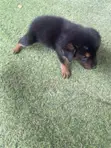Female Mixed Breed German Shepherd Puppy (1-3 Months) - 5