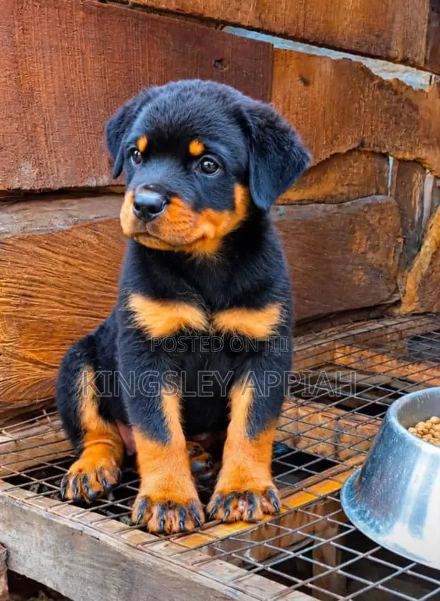 Female Purebred Rottweiler Puppy (1-3 Months) - 1
