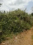 100x100m Plot of Land at Santasi Trede Mpatasie - 3