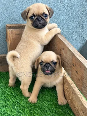 Female Purebred Pug Puppy (1-3 Months)